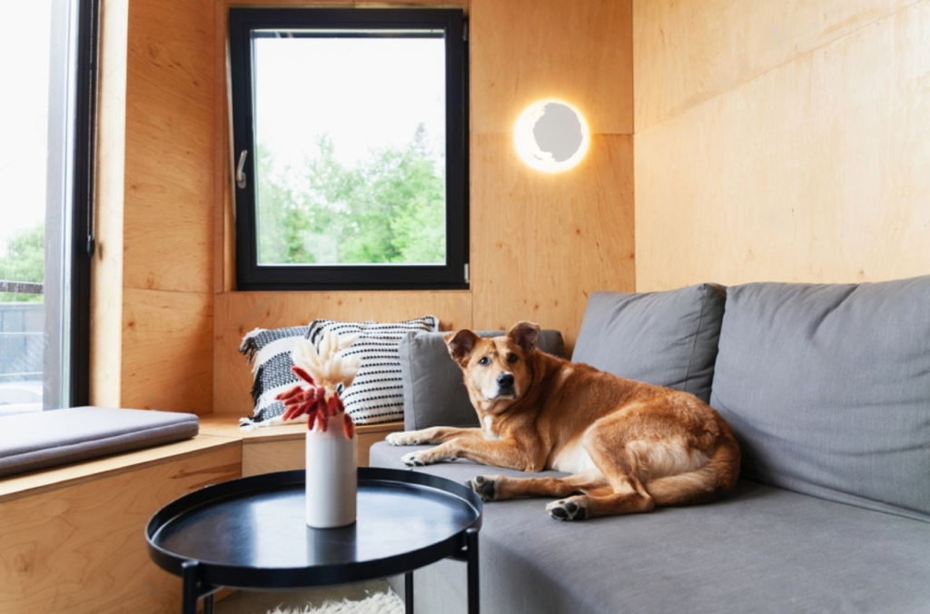 Sala casas prefabricadas en mexico, perro, ventana