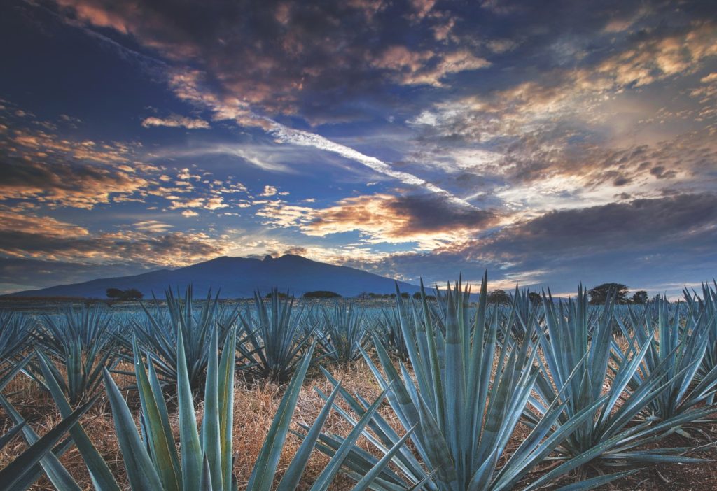 View from between Maguey plants with a mountain in the distance and clouds painted by the sunset.